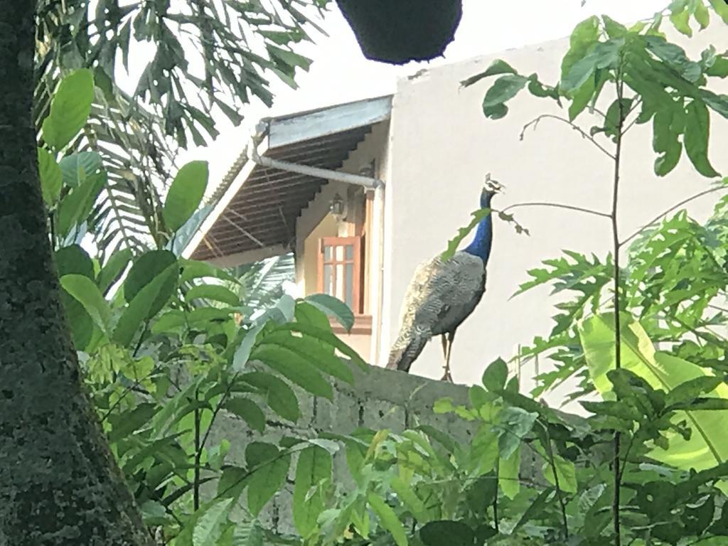 Mount Nature Villa Hikkaduwa Zimmer foto