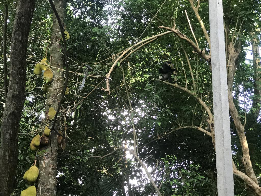 Mount Nature Villa Hikkaduwa Zimmer foto